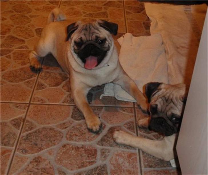 Mops kivi´s svante - henne og møde min avler og legede med alle i familien og møde "mor og far". billede 4