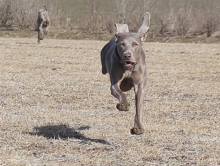 Weimaraner Hot Shoot´s Lotto (Anden) HD-A - Anden i fuld gallop billede 15
