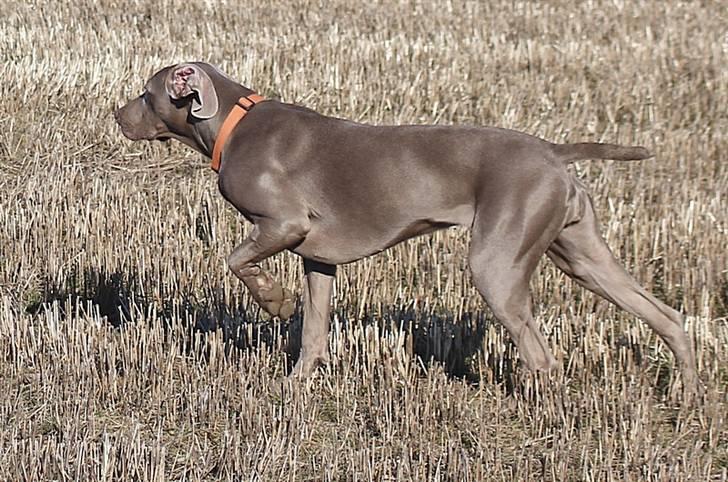 Weimaraner Hot Shoot´s Lotto (Anden) HD-A - Den fødte fuglefinder - her 11 mdr billede 16
