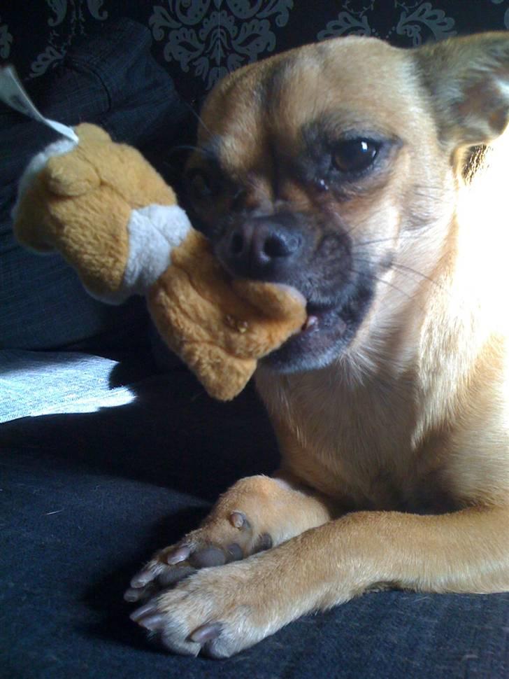 Blanding af racer Zhila billede 12