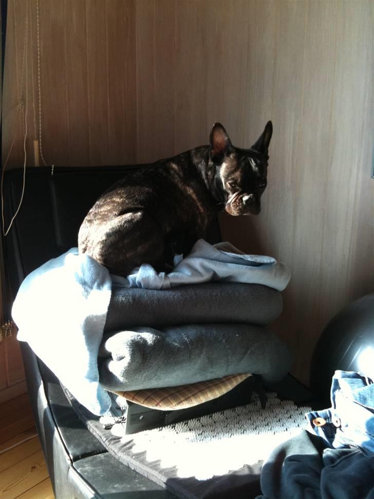 Fransk bulldog Bertram billede 3