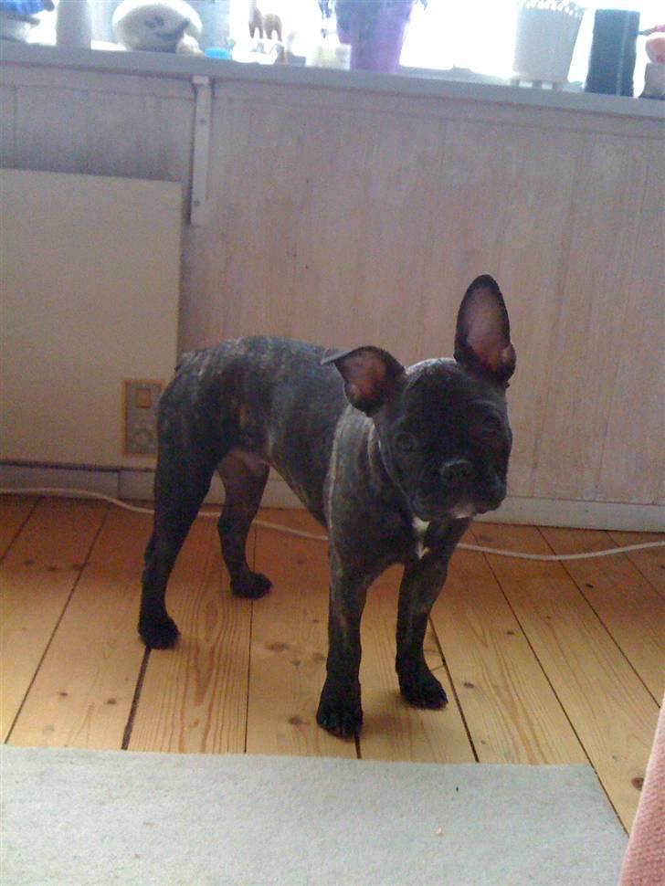 Fransk bulldog Bertram billede 4