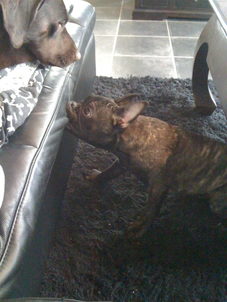 Fransk bulldog Bertram - Min mormor var ikk så glad for mig fordi jeg bed i sofaen billede 5