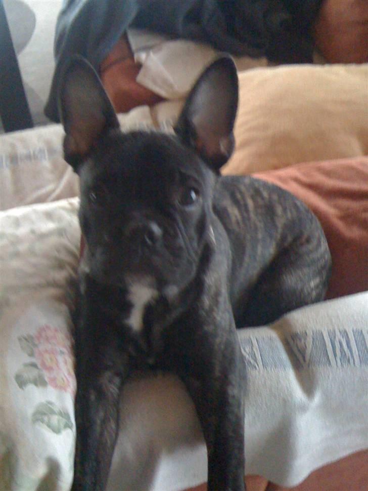 Fransk bulldog Bertram billede 7