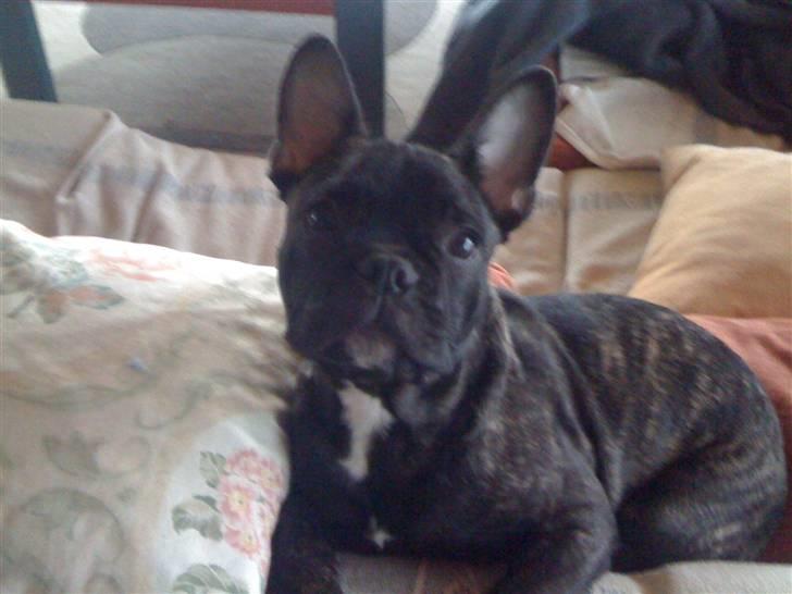 Fransk bulldog Bertram billede 8