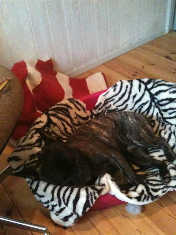 Fransk bulldog Bertram - snork snort ZzZz billede 9