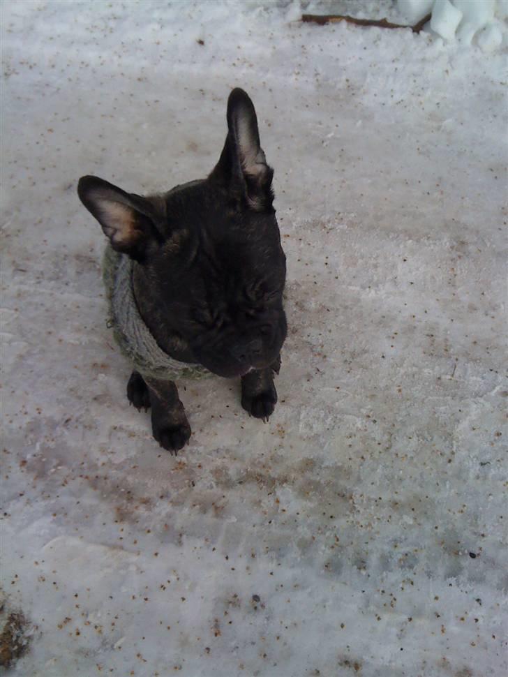 Fransk bulldog Bertram billede 10