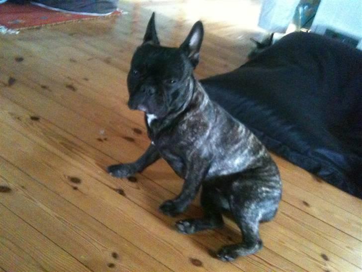 Fransk bulldog Bertram billede 12