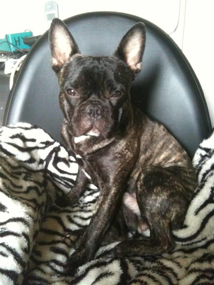 Fransk bulldog Bertram billede 13