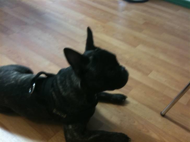 Fransk bulldog Bertram - Jeg oz dyrlægen og der så laang tid og vente, kooom nuu billede 16
