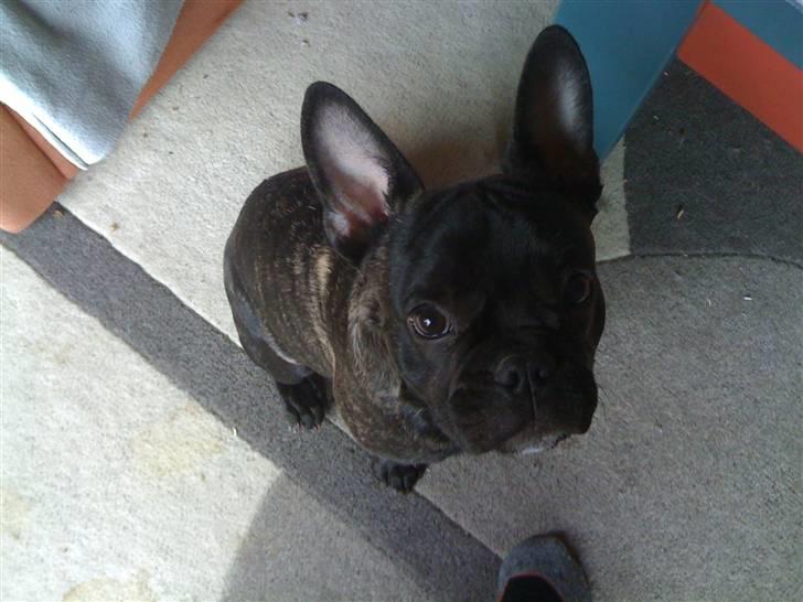 Fransk bulldog Bertram billede 19