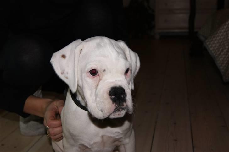 Boxer Kida  - Vores super dejlige Boxer 10 uger billede 4