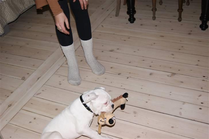 Boxer Kida  - Frisk med det samme efter hjemturen til en lille leg. 10 uger billede 3