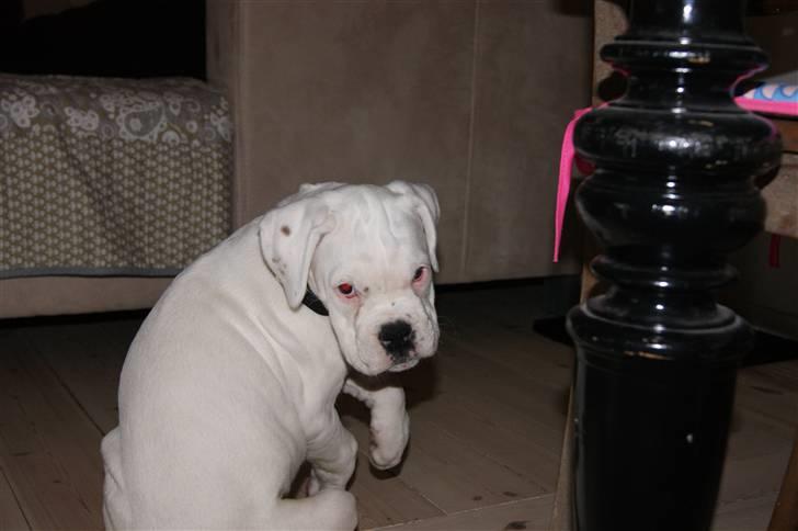 Boxer Kida  - Er det mig du taler til? 10 uger billede 6