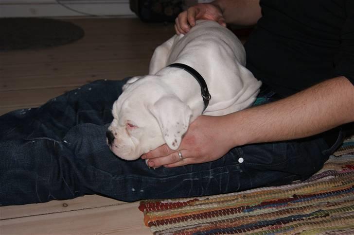 Boxer Kida  - Snorker lidt hos far. 10 uger billede 7