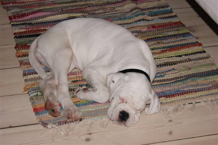 Boxer Kida  - Er godt træt efter en lang køretur og en masse nyt. 10 uger billede 5