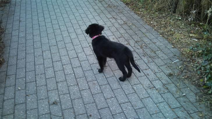 Blanding af racer Cassíe billede 9