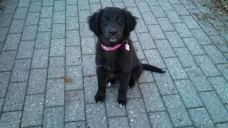 Blanding af racer Cassíe billede 10