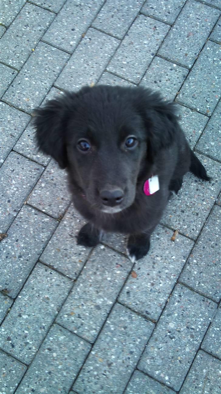 Blanding af racer Cassíe billede 11