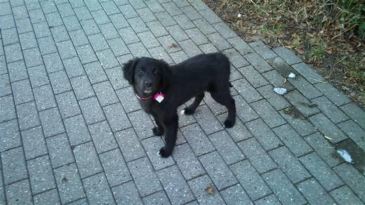 Blanding af racer Cassíe billede 12