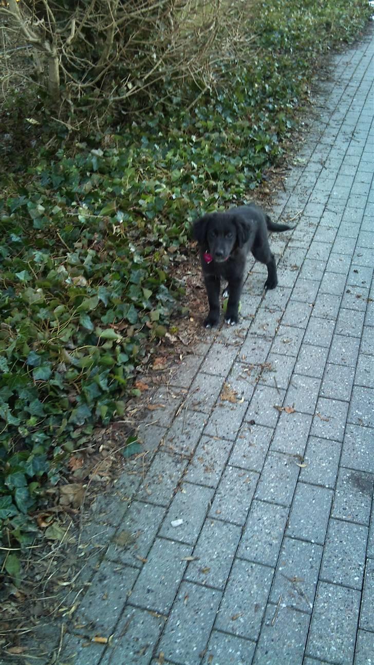 Blanding af racer Cassíe billede 13