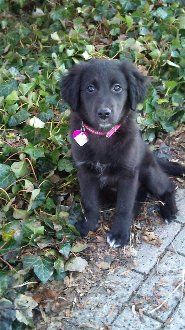 Blanding af racer Cassíe billede 14