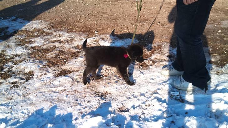 Blanding af racer Cassíe billede 15