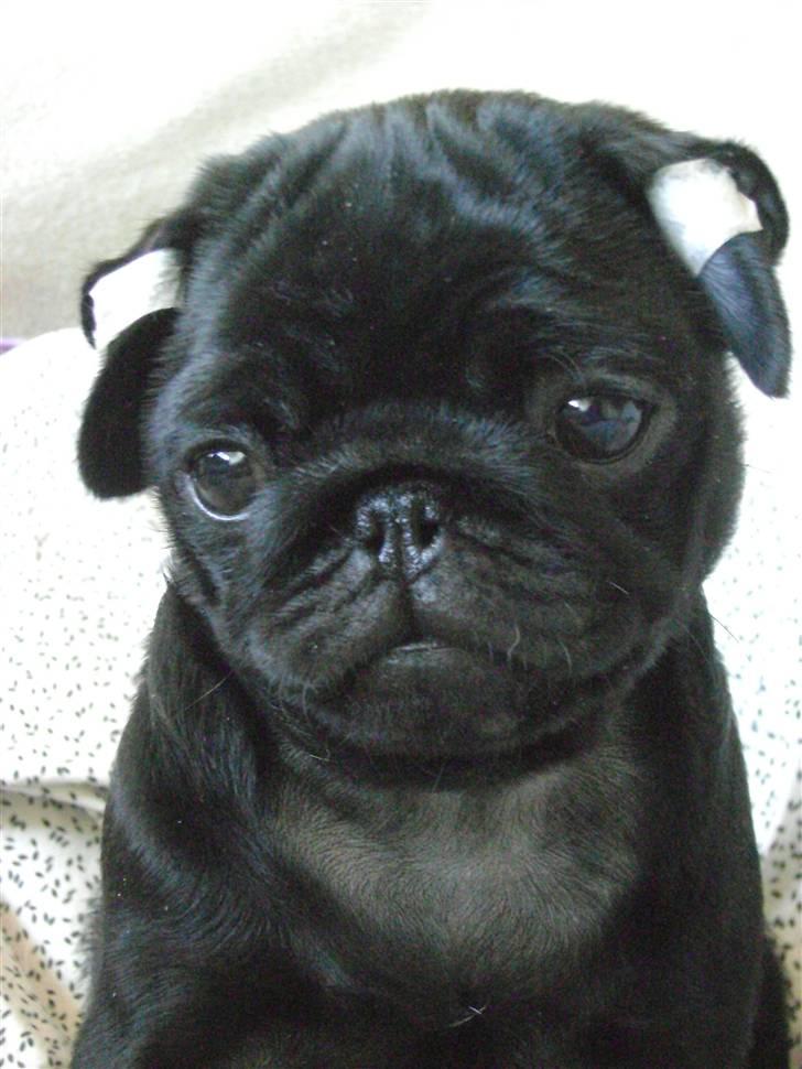 Mops Asta - 10uger den 7.3.11 billede 19