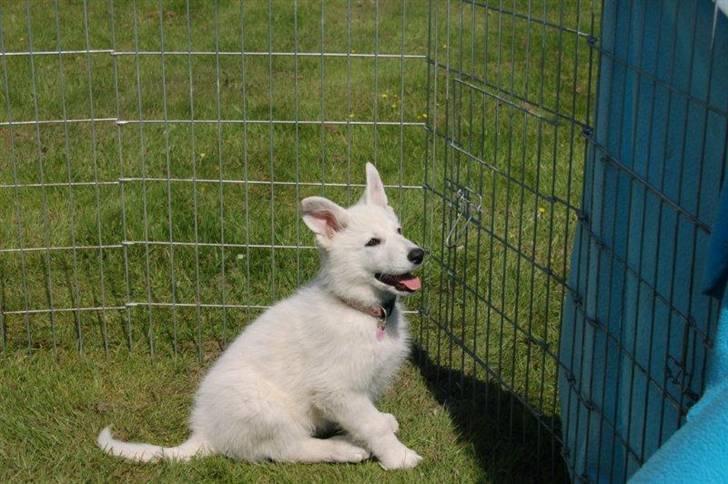 Hvid schæfer Egeborgs white Enya - her er jeg 12 uger, og med som tilskuer på udstilling billede 1
