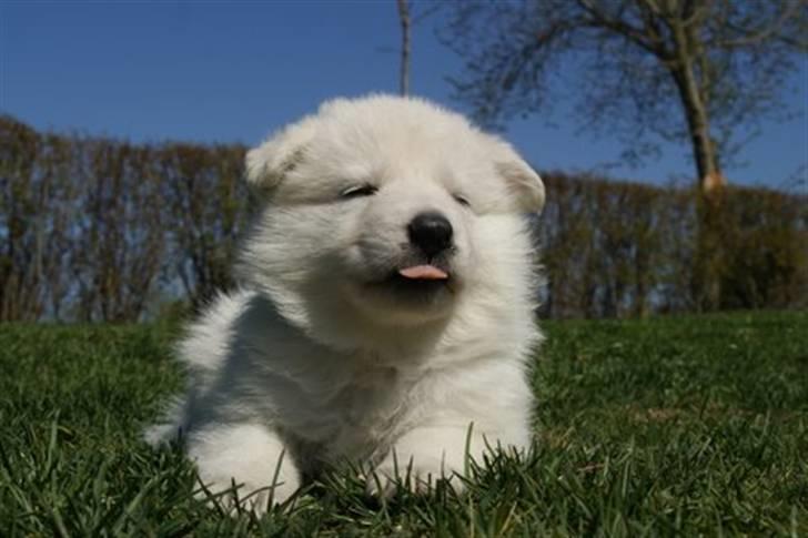 Hvid schæfer Egeborgs white Enya - Enya 8 uger billede 2