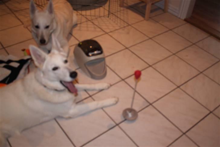 Hvid schæfer Egeborgs white Enya - Enya træner dæk, og lærer at blive i dæk billede 3