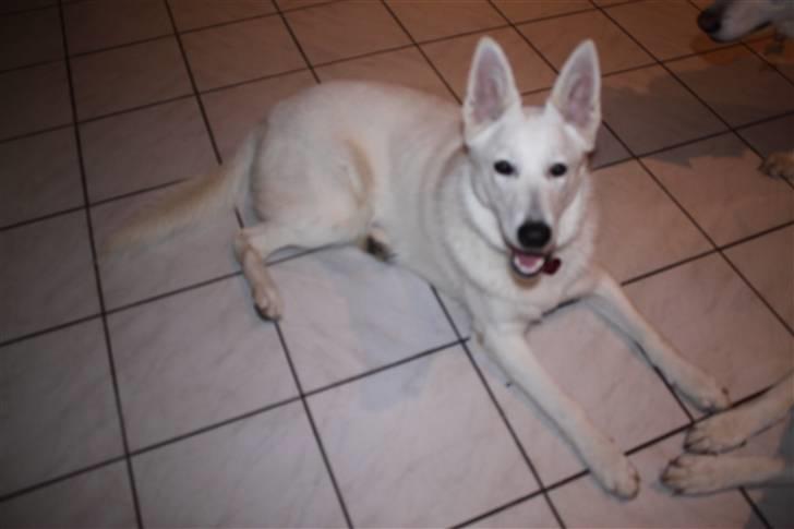 Hvid schæfer Egeborgs white Enya billede 4