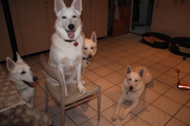 Hvid schæfer Egeborgs white Enya - Enya i sit og dæk på en stol. billede 5