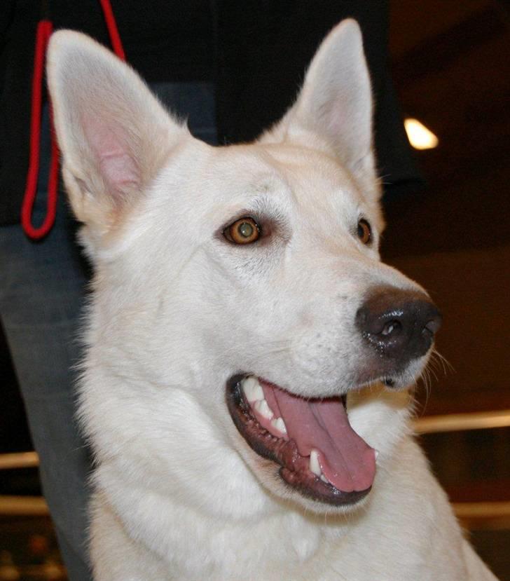 Hvid schæfer Tikka billede 15