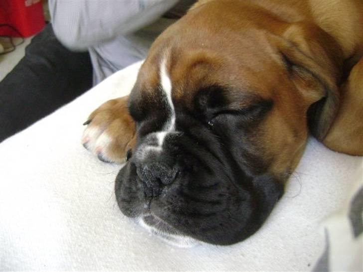 Boxer Balou billede 2