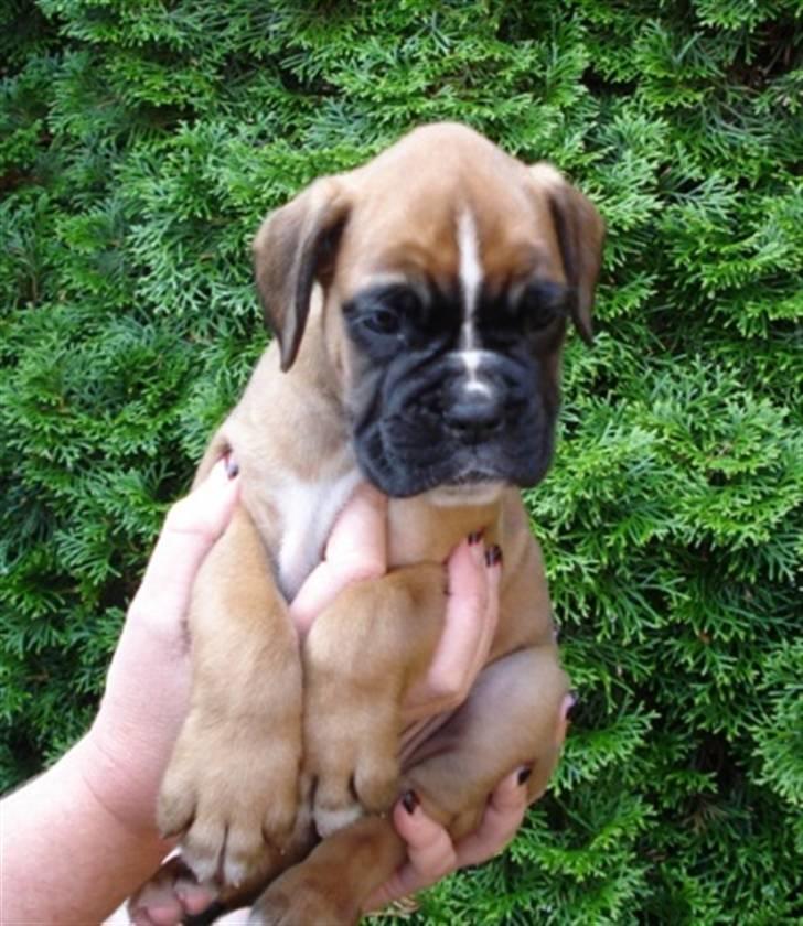 Boxer Balou billede 3
