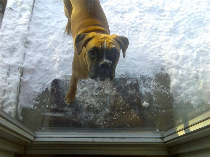 Boxer Balou billede 4