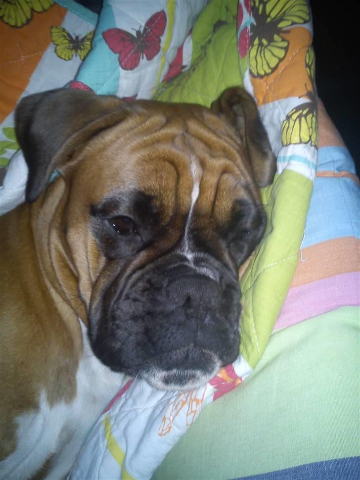 Boxer Balou billede 5