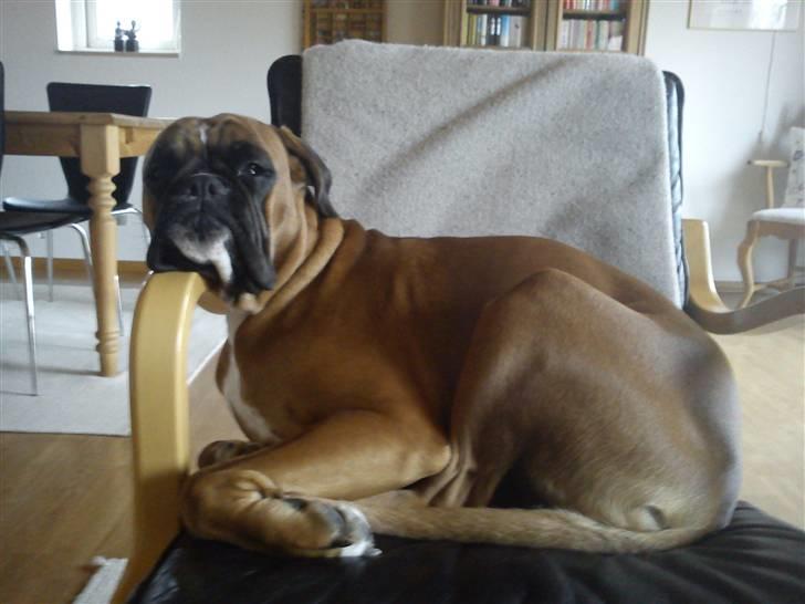 Boxer Balou billede 6