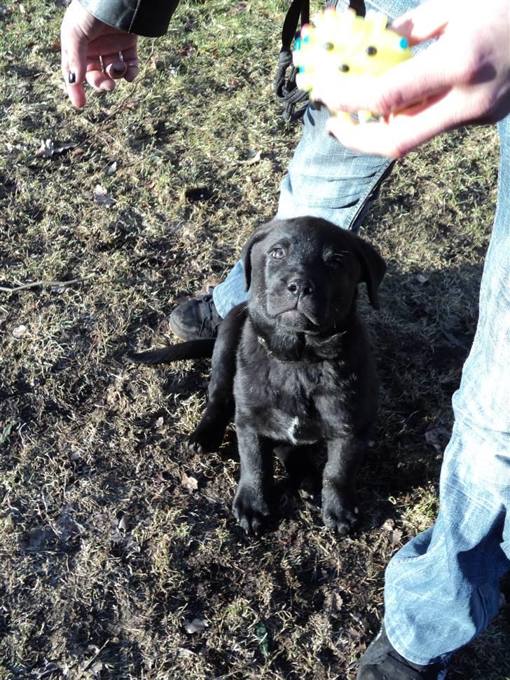 Blanding af racer Ziggi billede 13