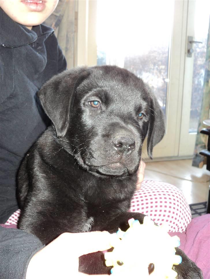 Blanding af racer Ziggi billede 14