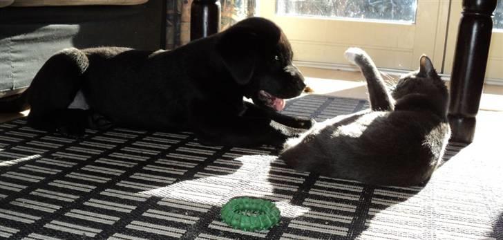 Blanding af racer Ziggi billede 15