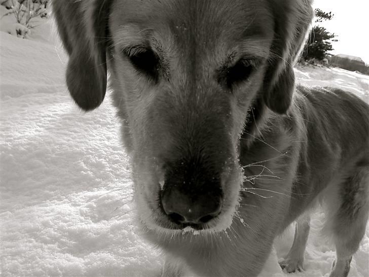 Golden retriever Queenie billede 1