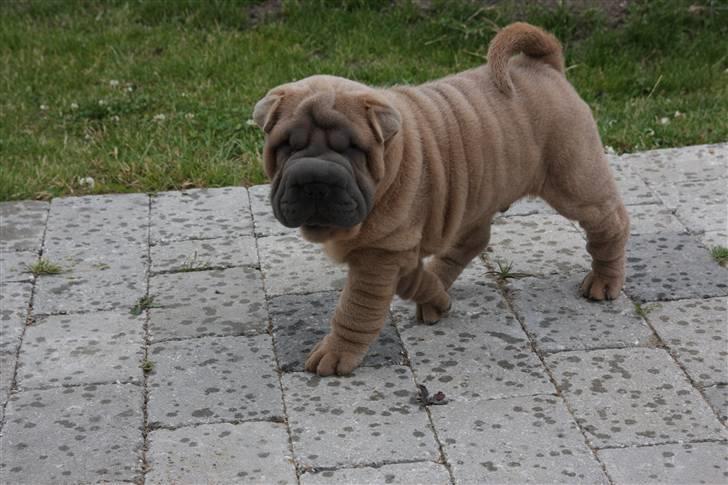 Shar pei Boris billede 1