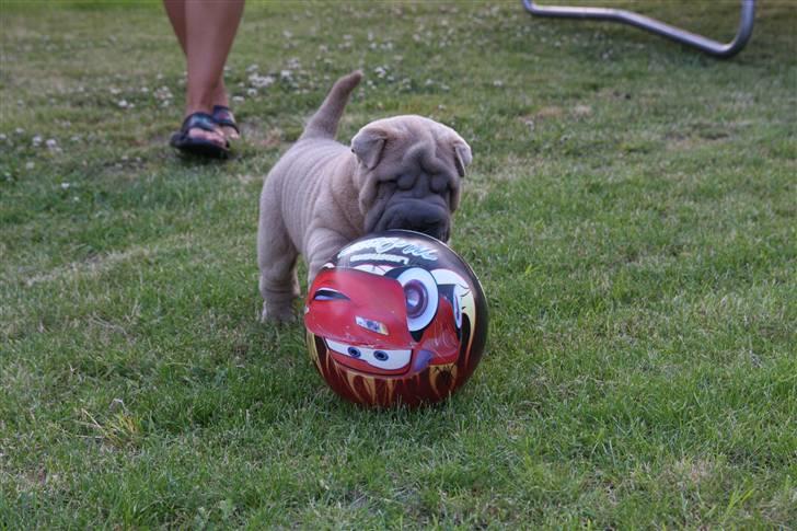 Shar pei Boris billede 2