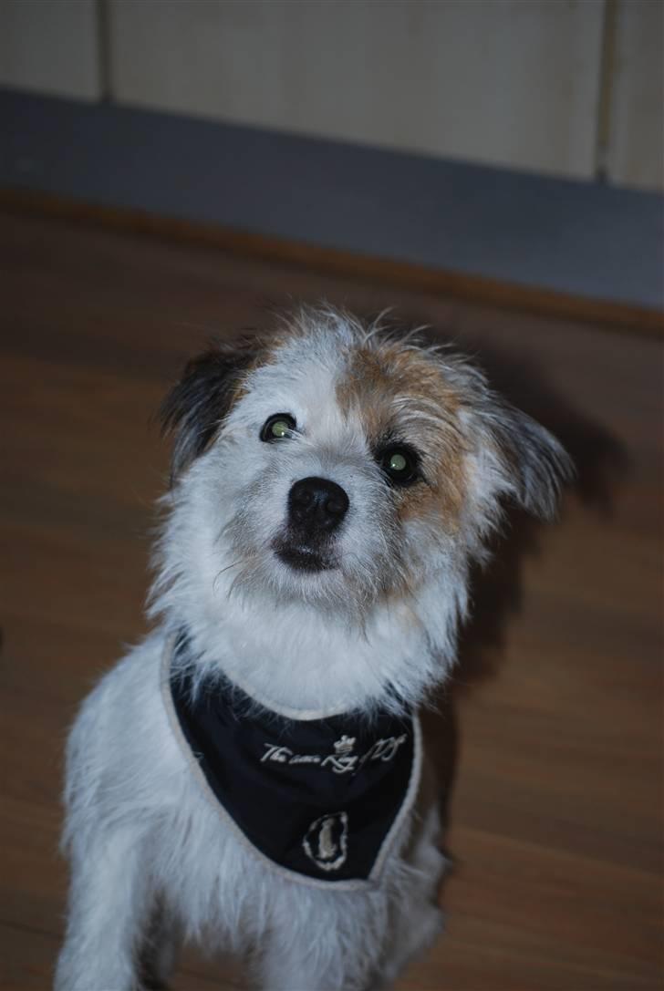 Parson russell terrier Cudweed´s Kiss Of An Angel (soya) billede 3