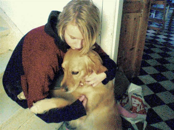 Golden retriever Queenie billede 2