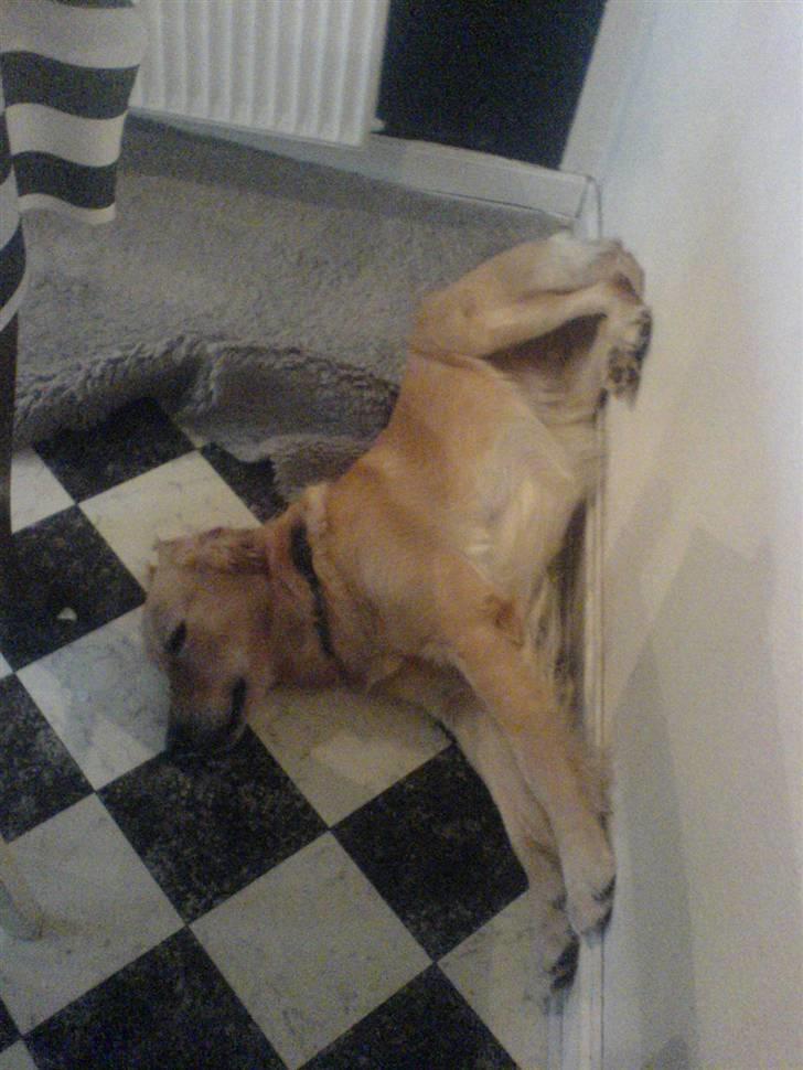 Golden retriever Queenie billede 3