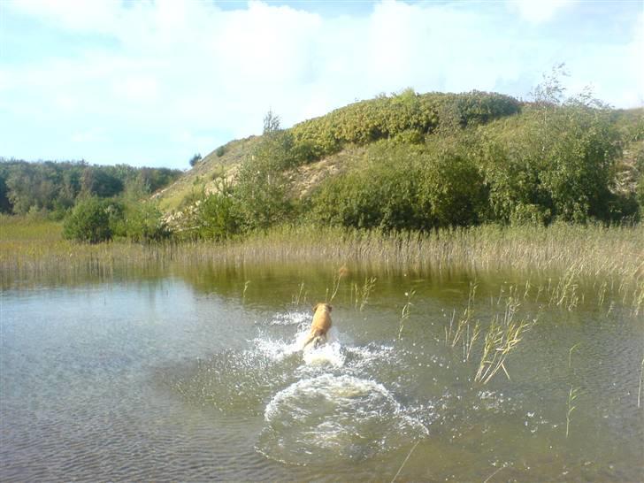 Golden retriever Queenie billede 4