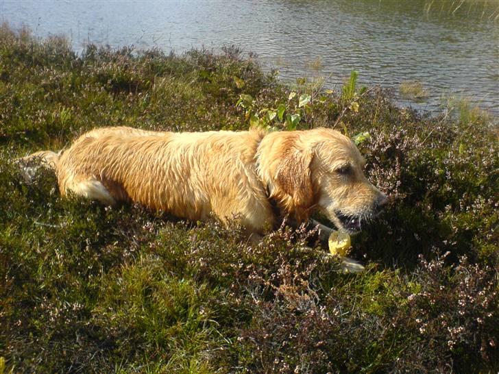 Golden retriever Queenie billede 5